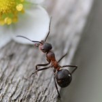 Gastos hormiga